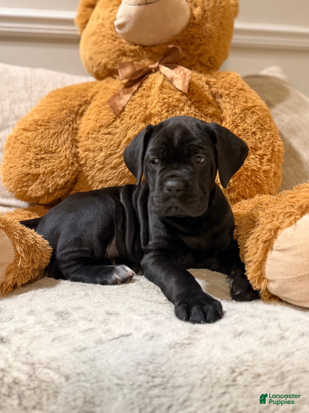 Cane Corso dogs for sale: Chaos  - Ad 2