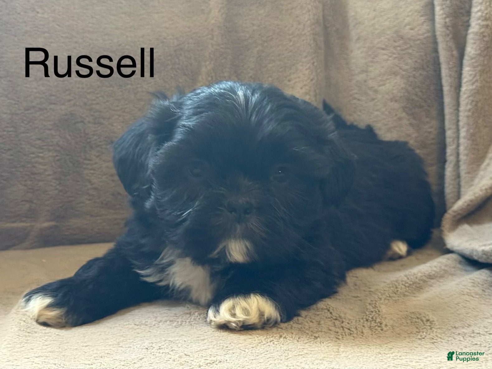 Shih Tzu dogs Russell  - Ad 40