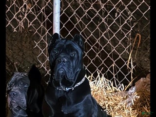 Cane Corso dogs - Ad 13