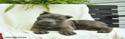 Cane Corso dogs for sale: Denver  - Ad 5