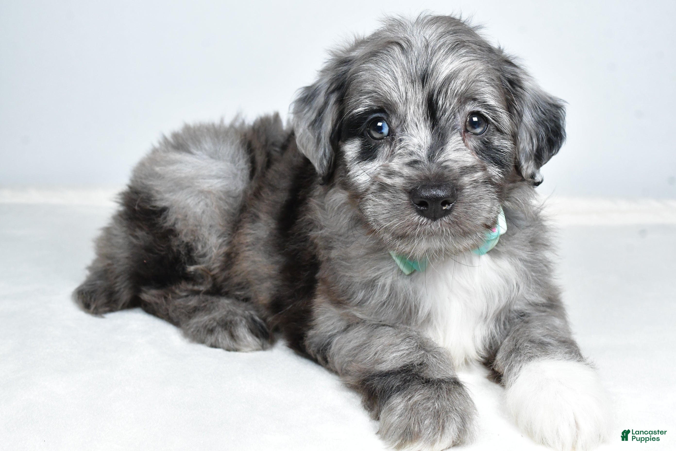 Mini Aussiedoodle dogs Nate - Ad 2