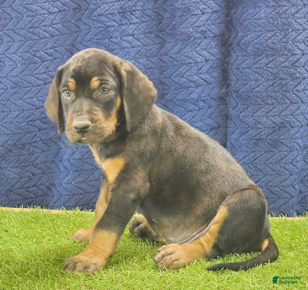 Mixed Breed dogs for sale: 2025 Bloodahoula Male 1 "Curly" - Ad 2