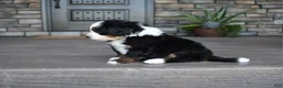 Mini Bernedoodle dogs for sale: Cruz - Ad 6
