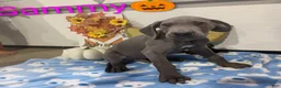 Great Dane dogs for sale: Sammy - Ad 2