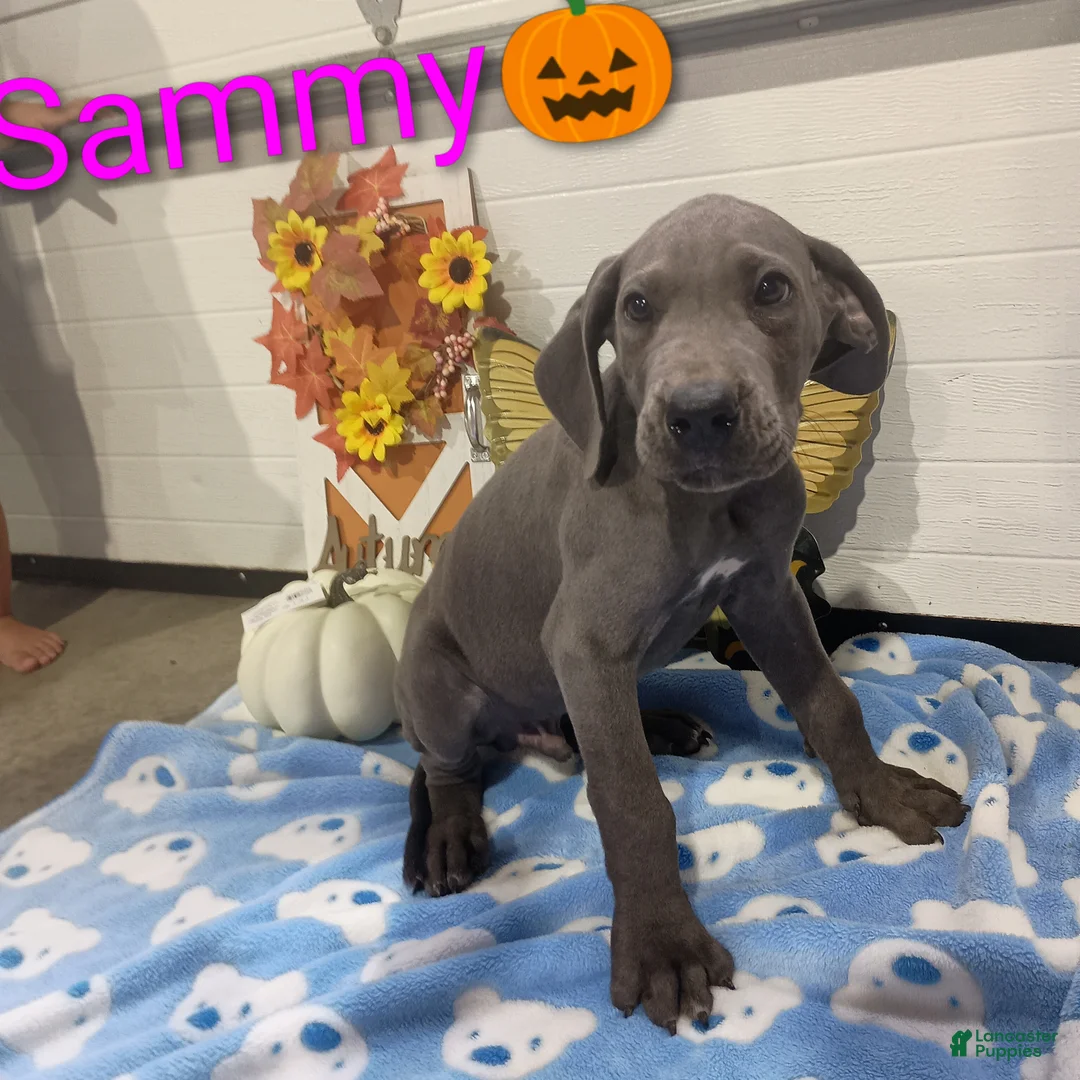 Great Dane dogs for sale: Sammy - Ad 2