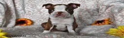 Boston Terrier dogs for sale: Curious George - Ad 4