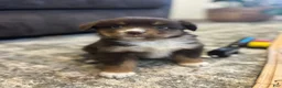Miniature Australian Shepherd dogs for sale: Daisy - Ad 3