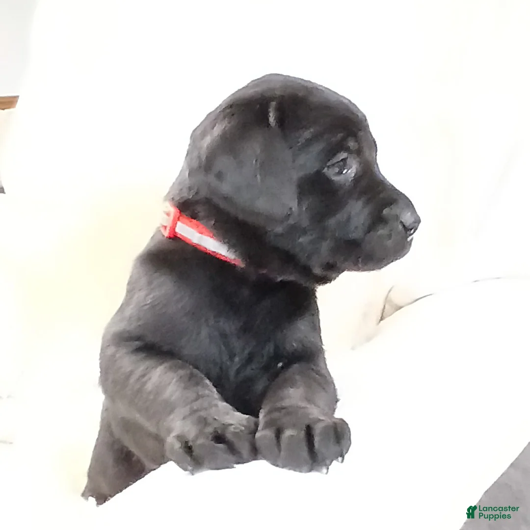Labrador Retriever dogs for sale: CHASE - Ad 6
