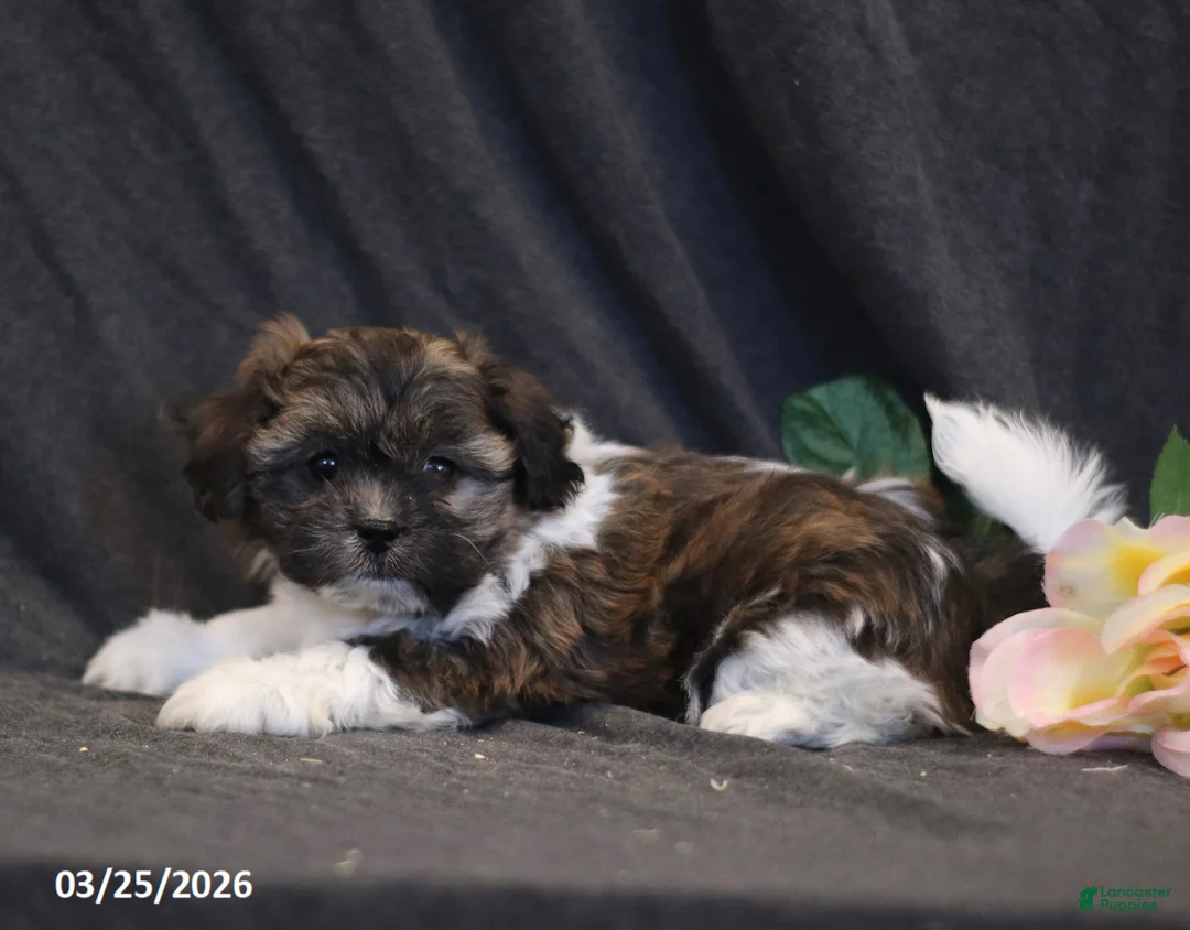 Teddy Bear dogs for sale: Nina - Ad 2