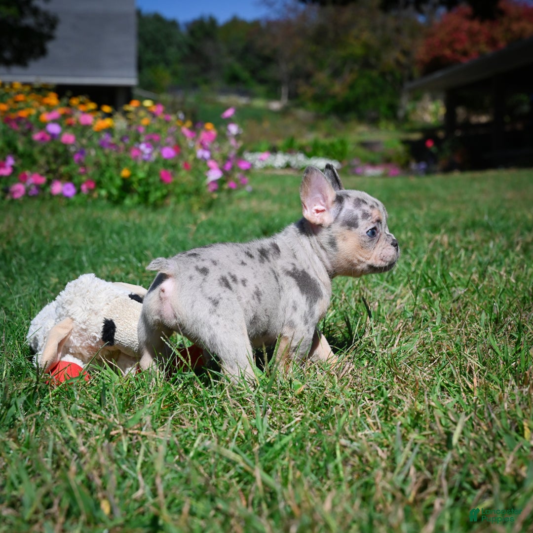 French Bulldog dogs for sale: Cooper - Ad 8