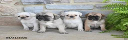 Frug dogs for sale: Hazel - Ad 3