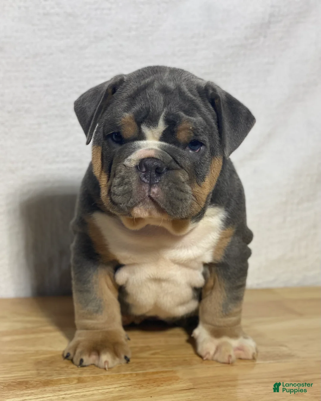 English Bulldog dogs for sale: Calvin - Ad 2