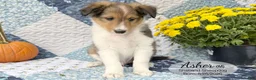 Shetland Sheepdog dogs for sale: Asher - Ad 3