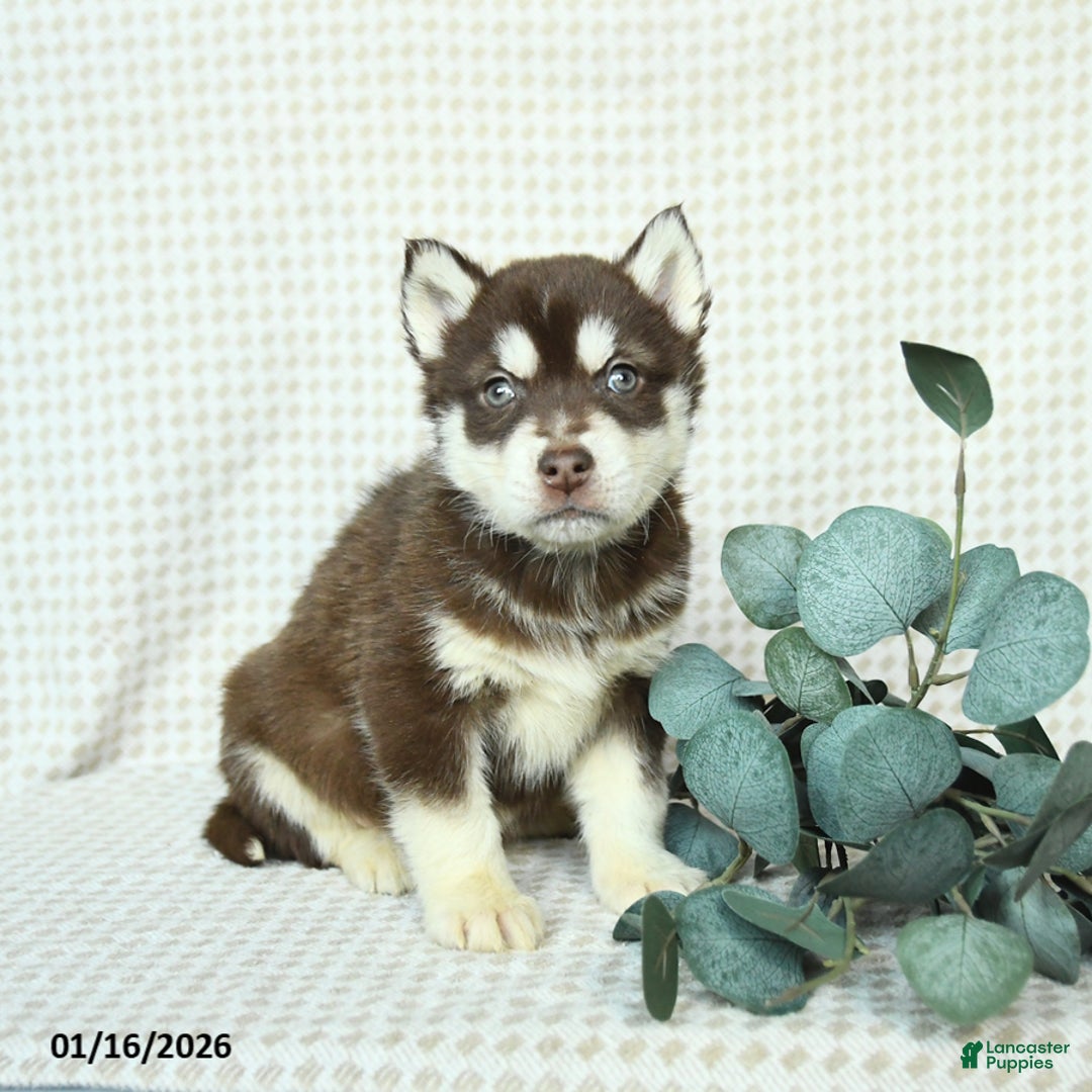 Alaskan Malamute dogs for sale: Buddy - Ad 2