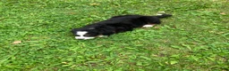 Bernese Mountain Dog dogs for sale: Akc Melinda - Ad 3