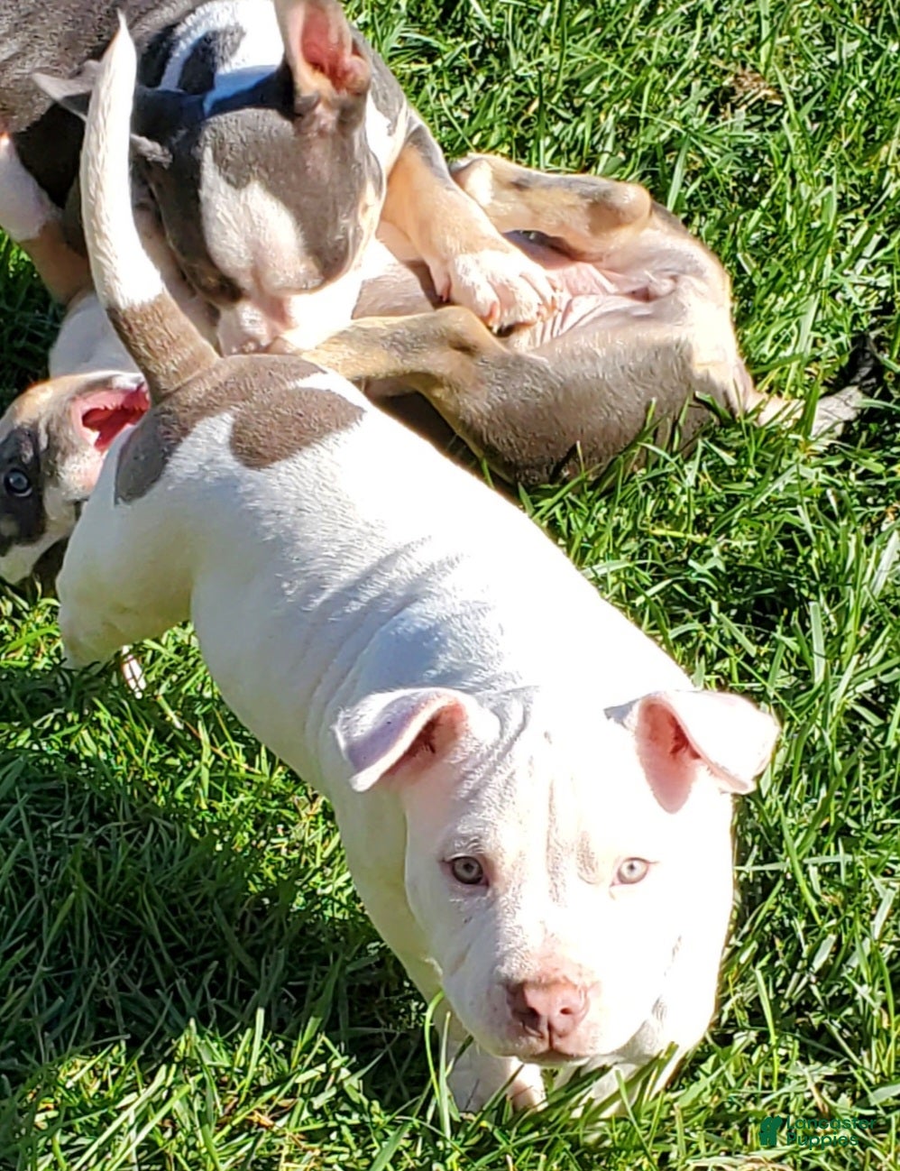 American Bully dogs American Bully 2 - Ad 1