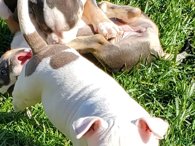 American Bully dogs for sale: American Bully 2 - Ad 1