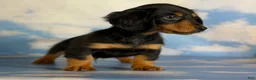 Miniature Dachshund dogs for sale: AKC Vince LH Parents DNA & CHIC choc carrier  - Ad 5