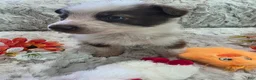 German Shepherd dogs for sale: AKC Liver Panda Male - Ad 8