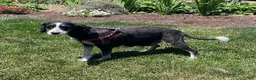 Mini Bernedoodle dogs for sale: Bruno- mini/medium - Ad 4
