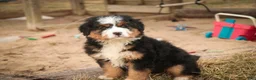Bernedoodle dogs for sale: Pandora - Ad 7