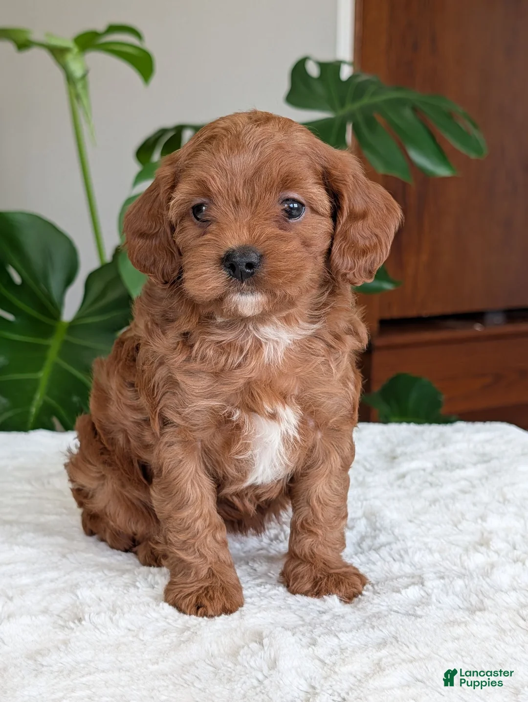 Cavapoo dogs for sale: Sara - Ad 1