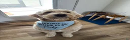 Goldendoodle dogs for sale: Goldendoodle 4 - Ad 5