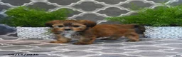 Shorkie dogs for sale: Olive  - Ad 4