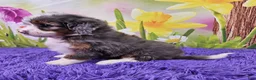 Mini Bernedoodle dogs for sale: Serenity - Ad 3