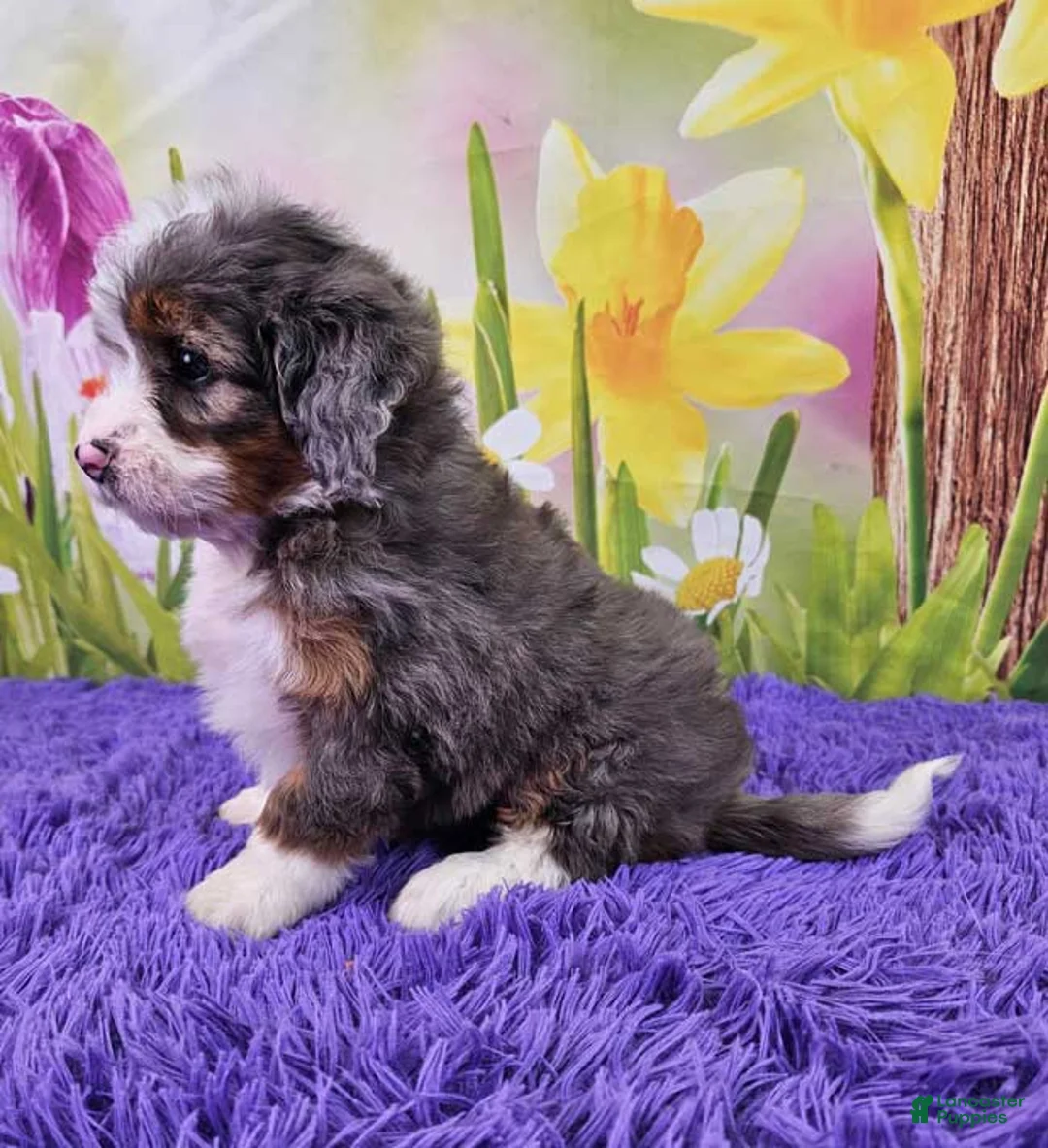Mini Bernedoodle dogs for sale: Serenity - Ad 3