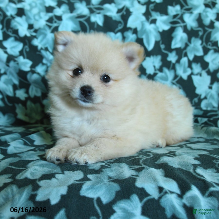 Pomeranian dogs Petunia - Ad 1