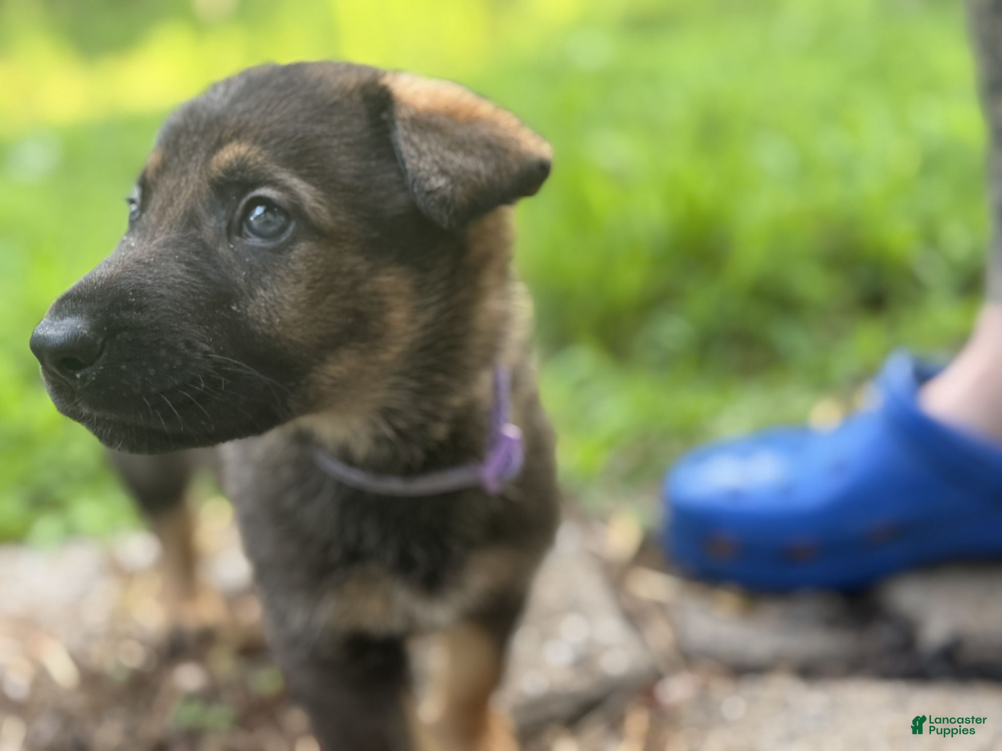 German Shepherd dogs Purple - Ad 30