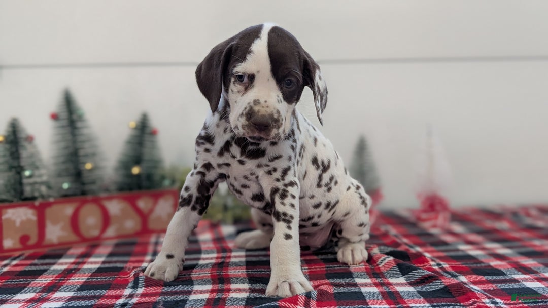Dalmatian dogs for sale: Penny  - Ad 8