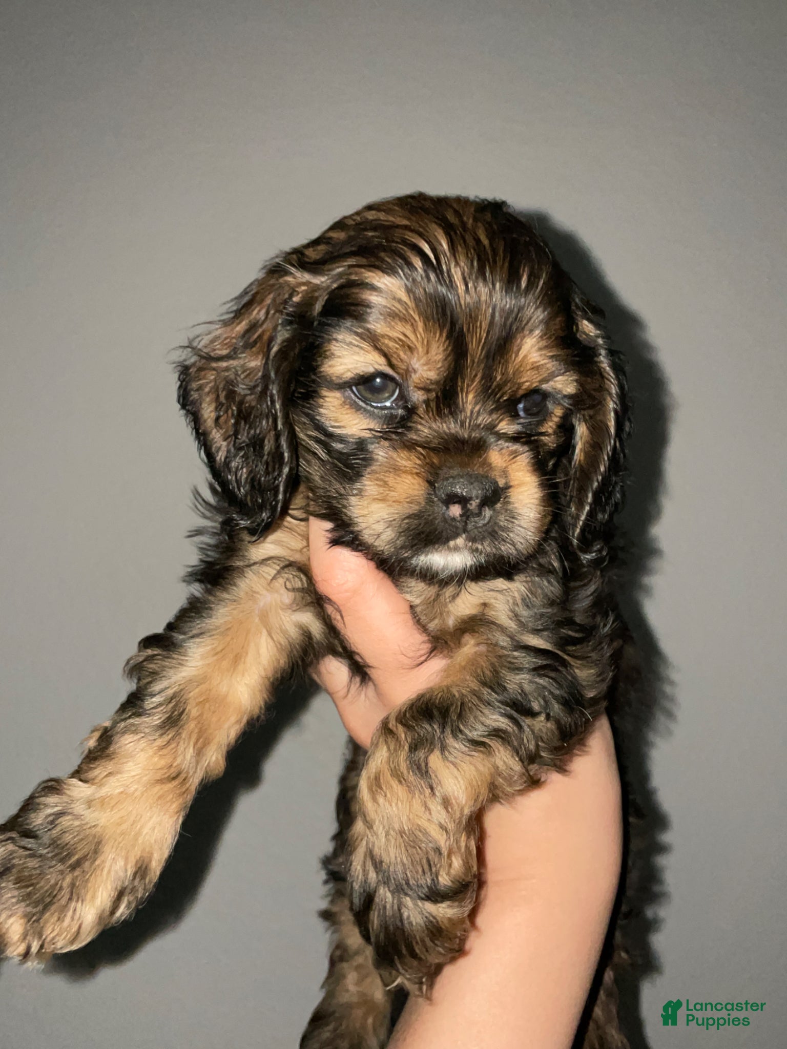 Cocker Spaniel dogs Maxine - Ad 17