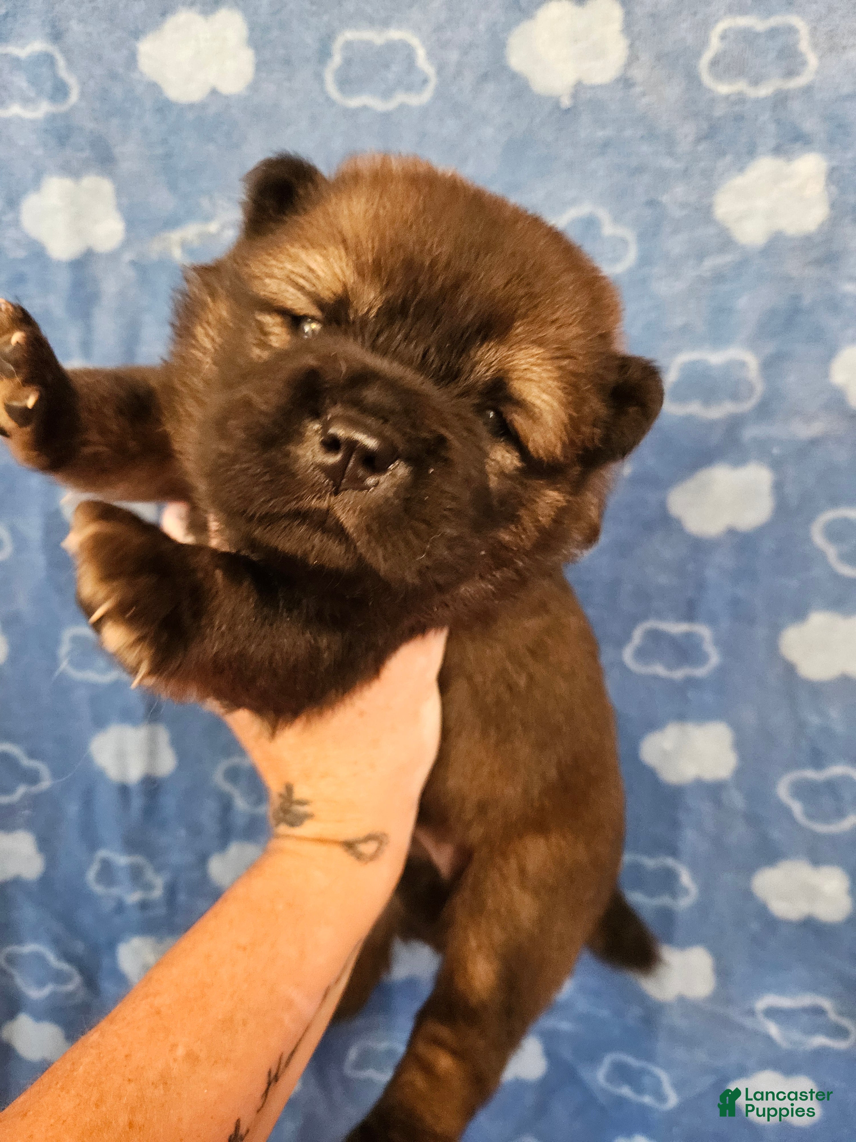 Chow Chow dogs Dark mahogany red - Ad 1