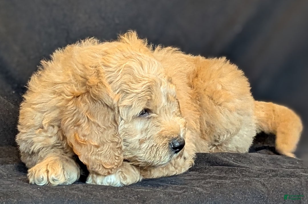 Goldendoodle dogs for sale: Bear  - Ad 10