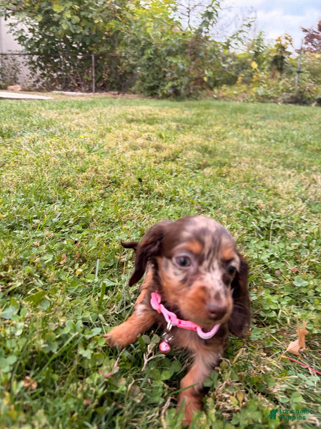 Miniature Dachshund dogs for sale: Maple - Ad 6
