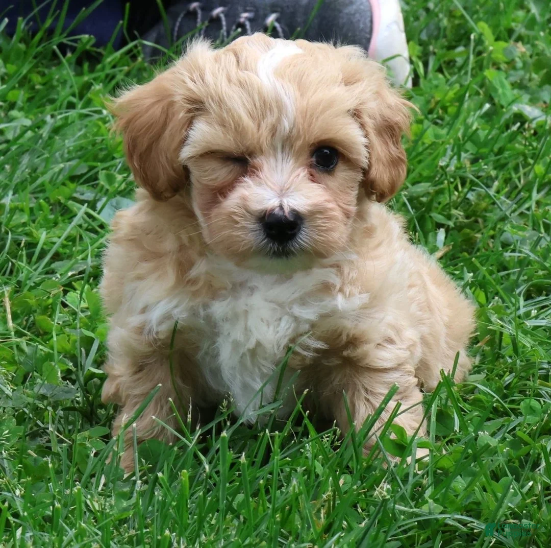 Maltipoo dogs for sale: Roscoe - Ad 2