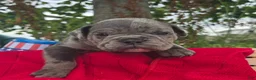 Olde English Bulldogge dogs for sale: Zuma - Ad 6