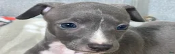 Italian Greyhound dogs for sale: Bondo - Ad 3