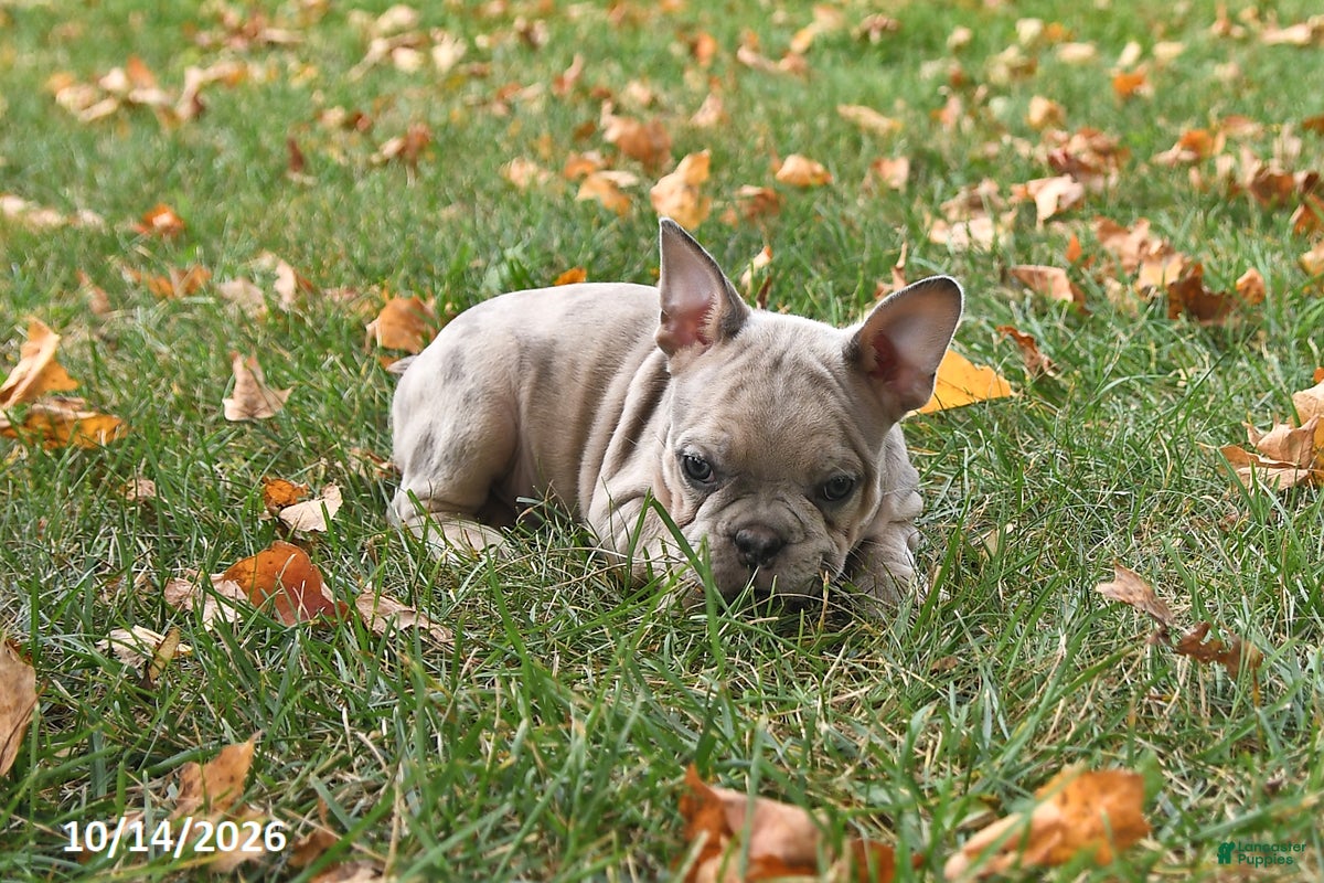 Frenchton dogs Puddles - Ad 2