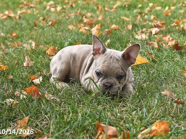 Frenchton dogs for sale: Puddles - Ad 2