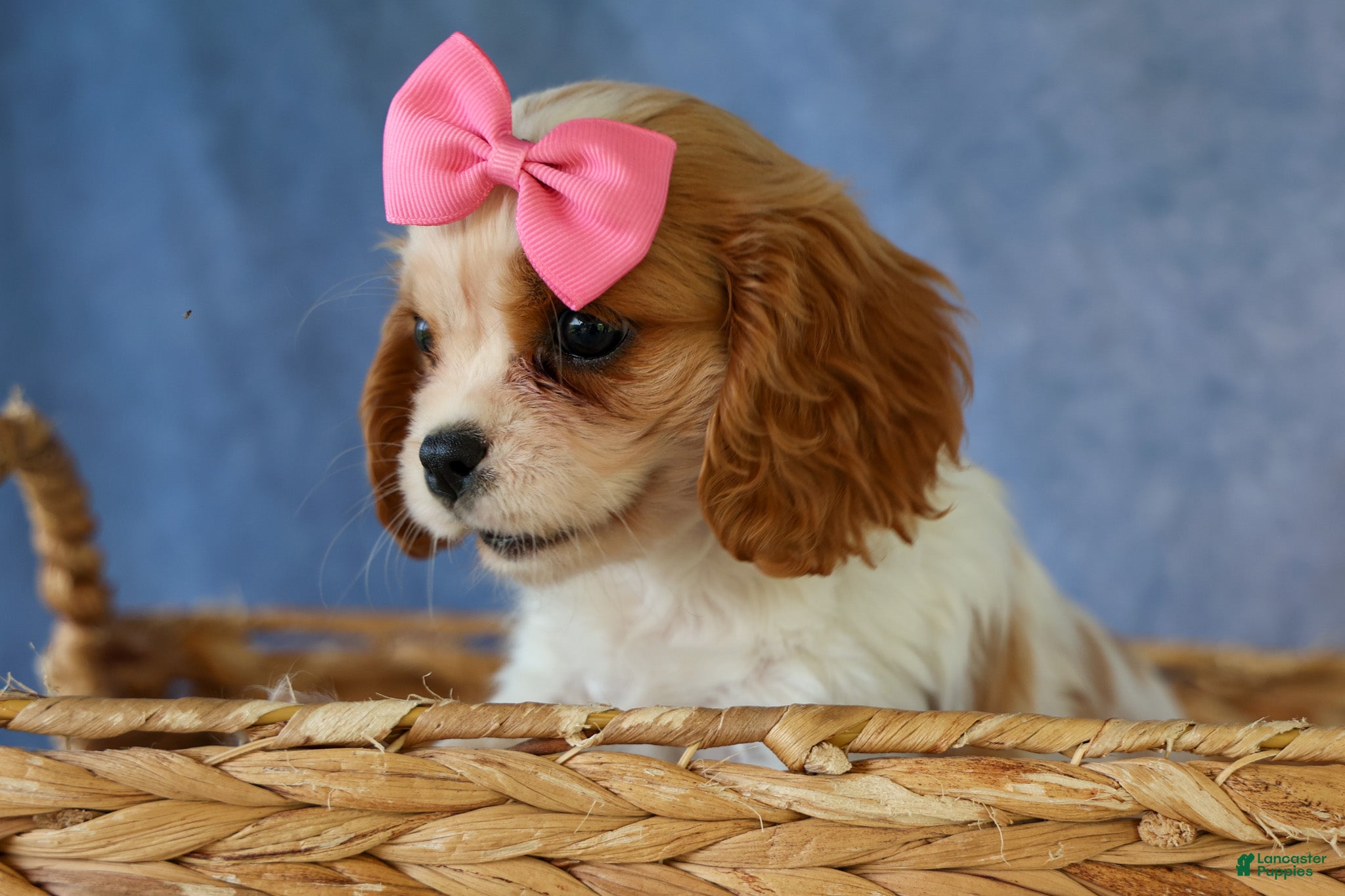 Cavalier King Charles Spaniel dogs   Nellie🌸 - Ad 2