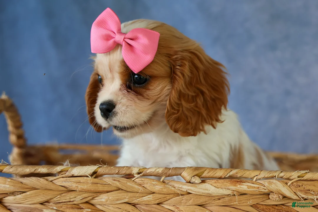 Cavalier King Charles Spaniel dogs for sale:   Nellie🌸 - Ad 2