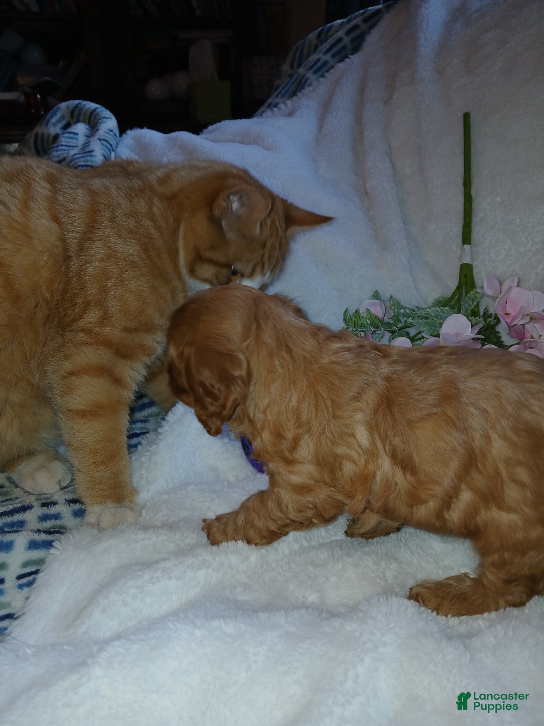 Cavapoo dogs for sale: Cathy - Ad 11