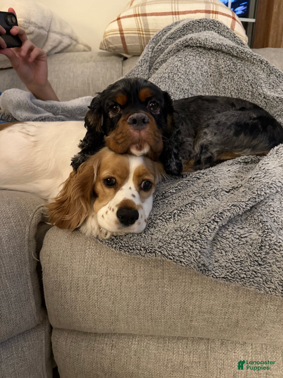 Gallery Image {{count}}