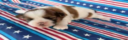 Shih Tzu dogs for sale: Quigley Shih Tzu  - Ad 6