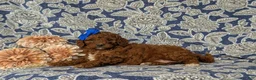 Mini Goldendoodle dogs for sale: Tessa 9 lbs Full Grown - Ad 5