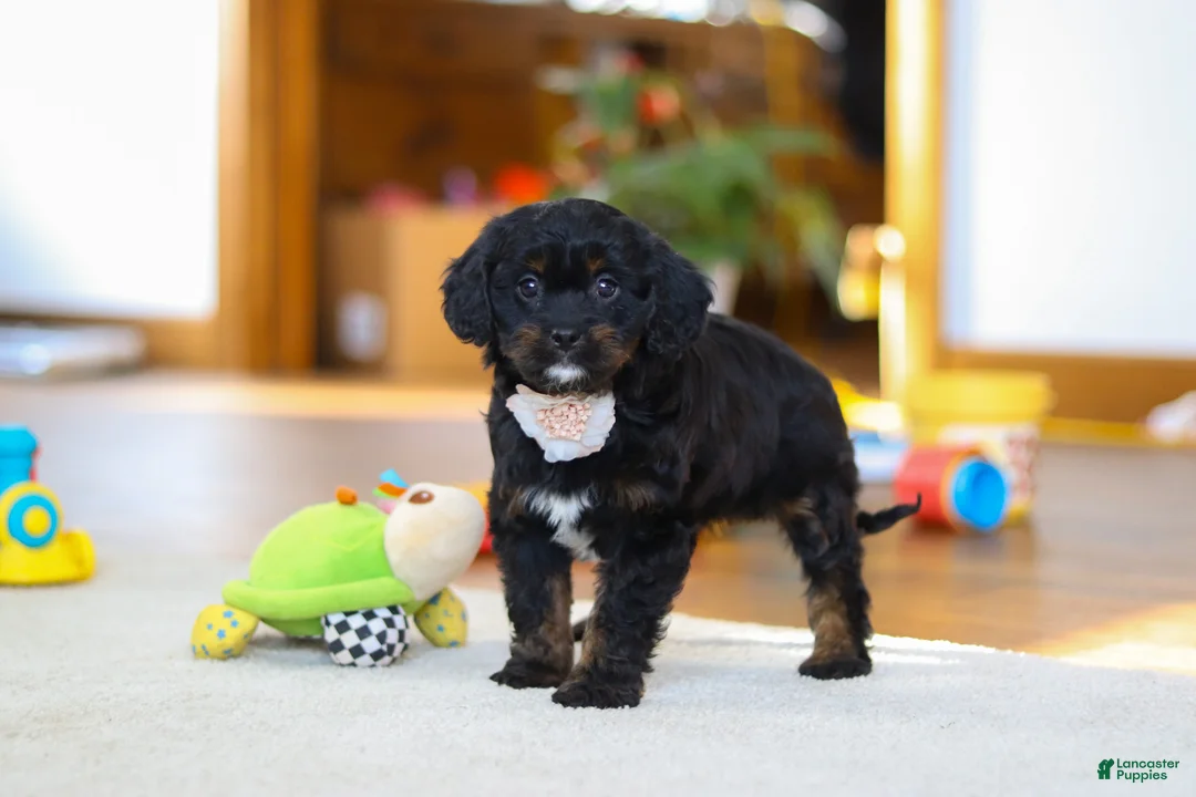Cavapoo dogs for sale: Star - Ad 3
