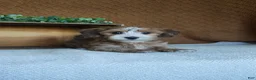 Havanese dogs for sale: Boomer - Ad 3